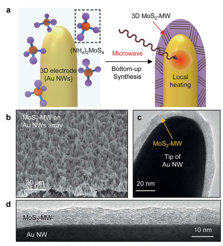 Microwave-assisted synthesis of MoS2 on gold nanowire arrays with scanning and transmission electron microscopy.
