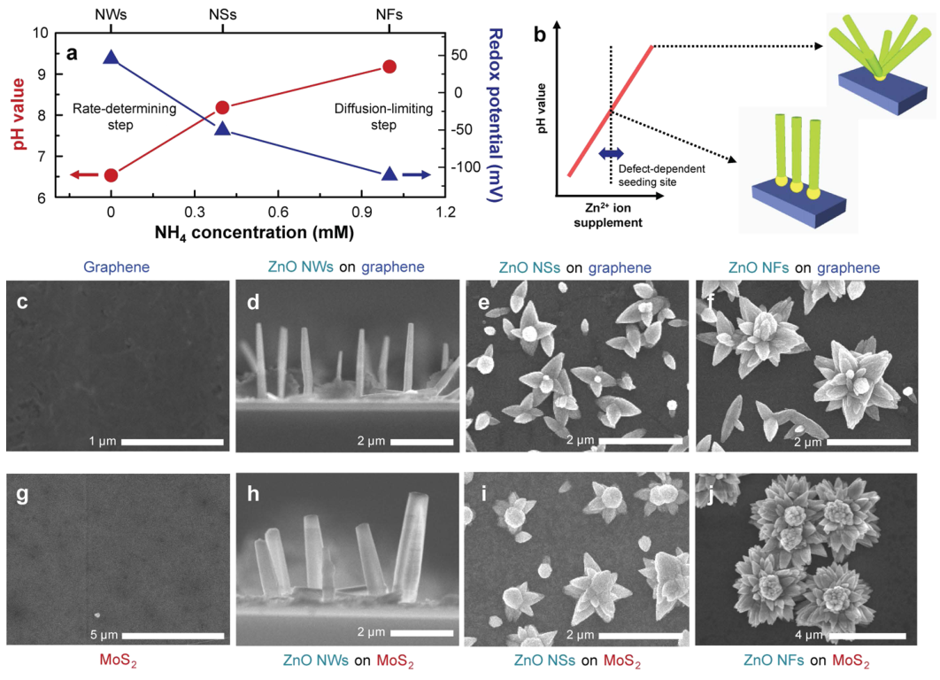 ZnO growth diagrams and electron micrographs showing nanowires, nanosheets, and nanoflowers on graphene and MoS2.